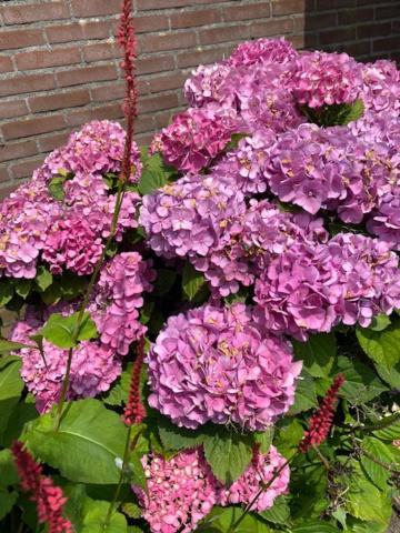 Albergen Bed And Breakfast De Boerderij מראה חיצוני תמונה